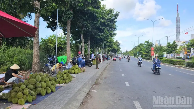 Durian offtake opportunity in Can Tho, Vietnam