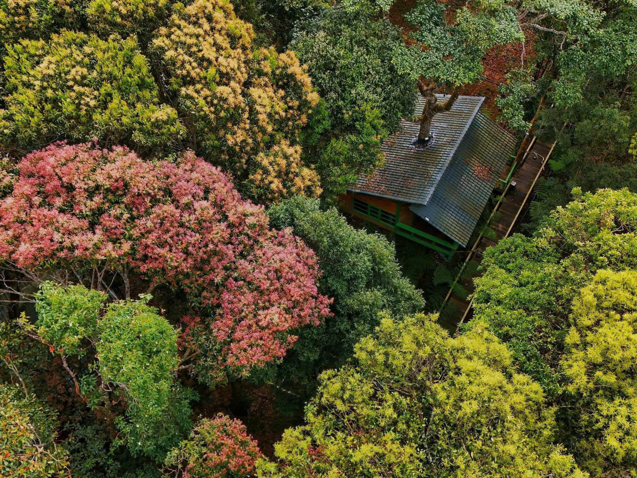 Gallery - Măng Đen Treehouse được đề cử ‘Làng du lịch tốt nhất thế giới’ - image 8